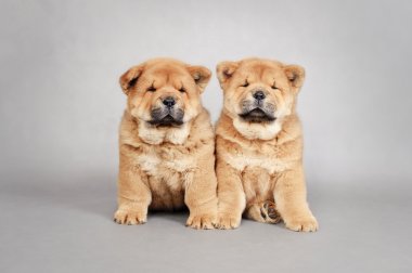 iki küçük chow chow yavruları portre