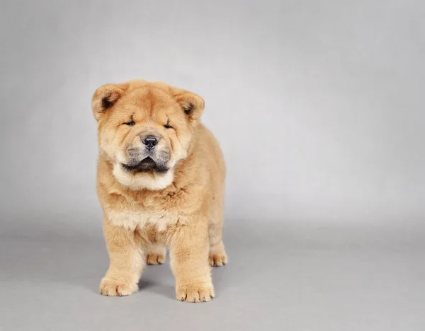 Chow chow filhote retrato — Fotografia de Stock