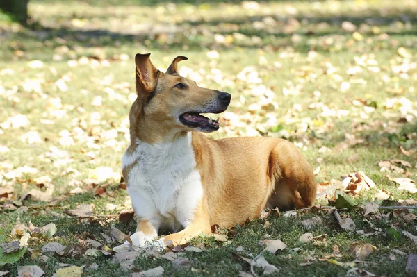 Smooth collie hond — Stockfoto