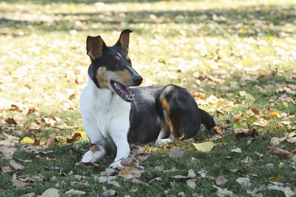 Pürüzsüz collie köpek — Stok fotoğraf