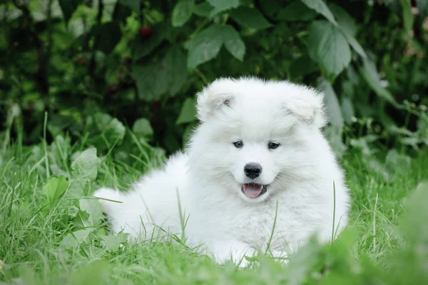 Маленький самоедовый портрет щенка в саду — стоковое фото