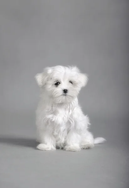 马尔济斯犬小狗 — 图库照片