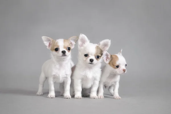 Chihuahua puppies portrait — Stock Photo, Image