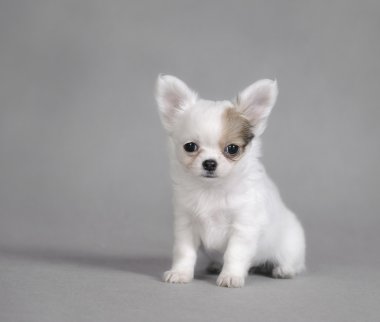 Chihuahua köpek portre