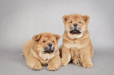 iki küçük chow chow yavruları portre