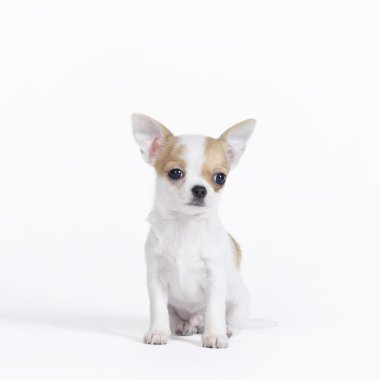 Chihuahua köpek portre