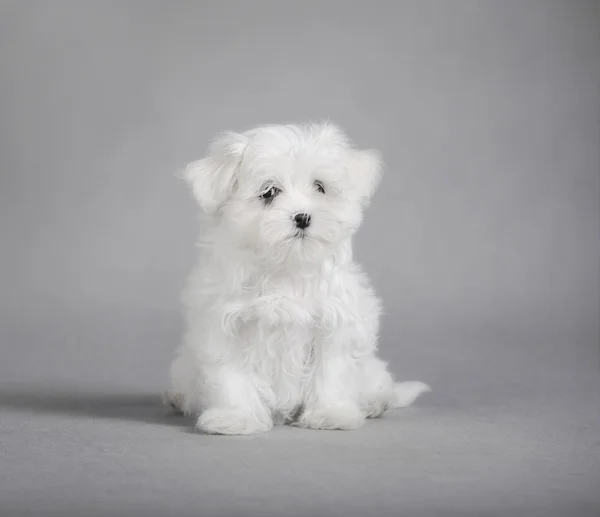 马尔济斯犬小狗 — 图库照片