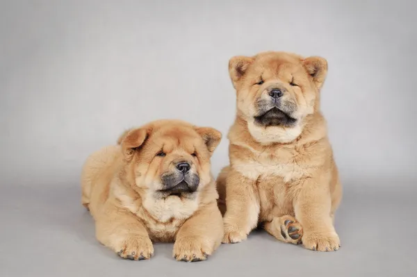 Dvě malé chow chow štěňata portrét — Stock fotografie