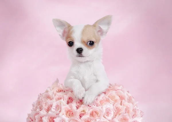 Chihuahua puppy portrait — Stock Photo, Image