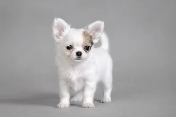 Chihuahua cachorro retrato — Fotografia de Stock