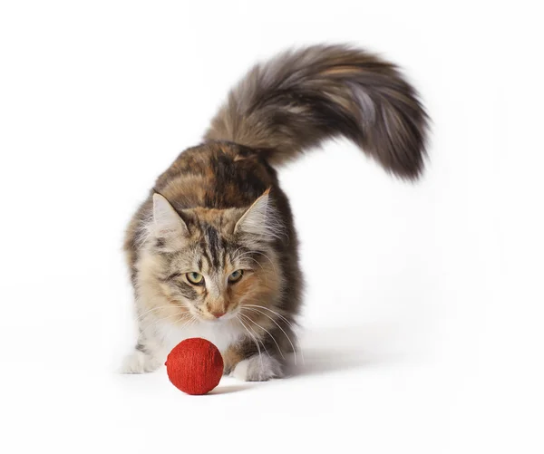 Norwegian Forest Cat — Stock Photo, Image