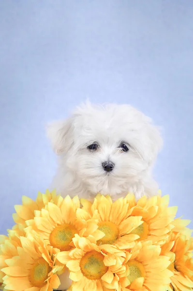 Maltańskie puppy portret — Zdjęcie stockowe