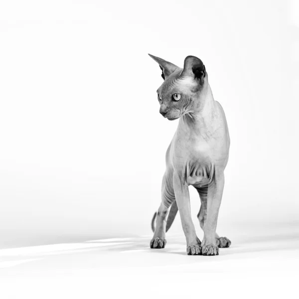 Canadian sphynx cat — Stock Photo © Fotofront 8496294
