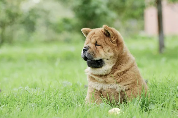 Llittle chow chow κουτάβι πορτρέτο — Φωτογραφία Αρχείου