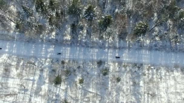 En gruppe snøscootere og en snøscootermoto. Flybilde av en snøscooter som kjører midt i en fantastisk snødekt skog. idrettsarrangement. Vintermorro ekstrem moto. 4K ProRes 422 HK – stockvideo