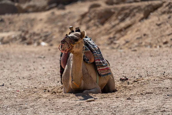 Velbloud v poušti Egypta. Zneužívání zvířat. Koncept ochrany zvířat. — Stock fotografie