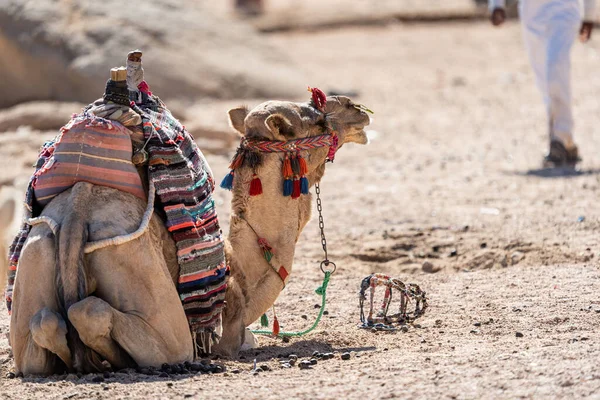 Cammello nel deserto d'Egitto. Abuso di animali. Concetto di protezione animale. — Foto Stock