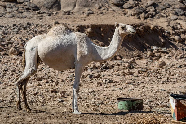Cammello nel deserto d'Egitto. Abuso di animali. Concetto di protezione animale. — Foto Stock