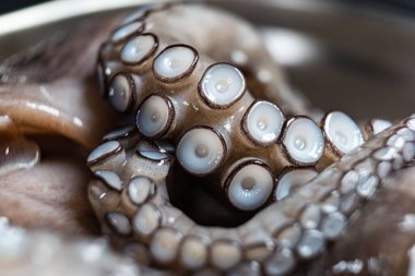 Ahtapot çiğ, pişirmeye hazır. Yaratıcı sağlıklı yiyecek kavramı ve ahtapottan alınmış lezzetli deniz ürünleri. Taze, çiğ bir ahtapotun yakın çekimi. Deniz ürünleri lezzeti..