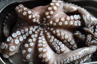 Ahtapot çiğ, pişirmeye hazır. Yaratıcı sağlıklı yiyecek kavramı ve ahtapottan alınmış lezzetli deniz ürünleri. Taze, çiğ bir ahtapotun yakın çekimi. Deniz ürünleri lezzeti..