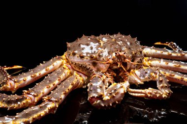 Çiğ canlı Kamçatka yengeci Paralithodes camtschatica, siyah bir arka planda izole edilmiş.