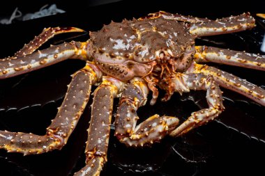 Çiğ canlı Kamçatka yengeci Paralithodes camtschatica, siyah bir arka planda izole edilmiş.