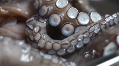 Büyük dokunaçları olan çiğ bir ahtapot bir tabakta yatıyor. Lüks bir restoranda deniz ürünleri. Makro video.