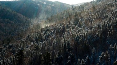 Dağ ormanındaki hava aracı görüntüsü. Kış manzarası. Karlı firavun ve çam ağaçları. Kış ormanı manzaralı karlı bir ağaç dalı. Kış manzarası, orman, buzla kaplı ağaçlar, kar. Yüksek