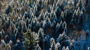 Dağ ormanındaki hava aracı görüntüsü. Kış manzarası. Karlı firavun ve çam ağaçları. Kış ormanı manzaralı karlı bir ağaç dalı. Kış manzarası, orman, buzla kaplı ağaçlar, kar. Yüksek