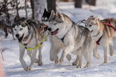 İri köpekler koşum takımında. Kışın iri yarı. - Evet. Yüksek kalite fotoğraf