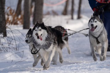İri köpekler koşum takımında. Kışın iri yarı. - Evet. Yüksek kalite fotoğraf