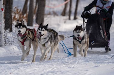İri köpekler koşum takımında. Kışın iri yarı. - Evet. Yüksek kalite fotoğraf