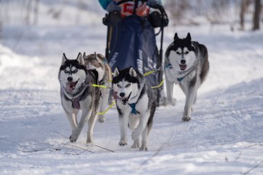 İri köpekler koşum takımında. Kışın iri yarı. - Evet. Yüksek kalite fotoğraf