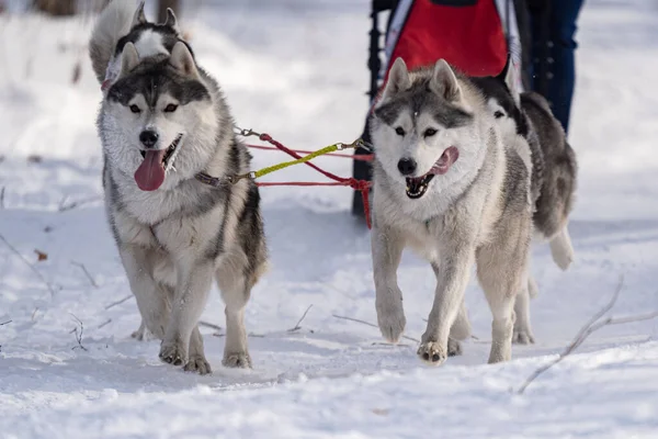 Perros Husky Arnés Husky Invierno Foto Alta Calidad —  Fotos de Stock