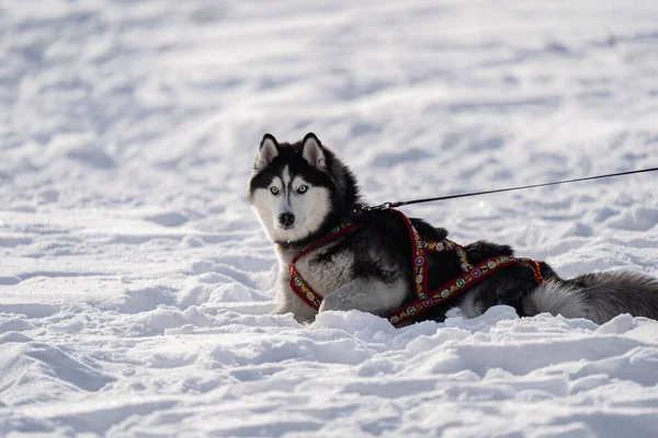 Husky Dogi Uprzęży Husky Zimą Tak Wysokiej Jakości Zdjęcie — Zdjęcie stockowe