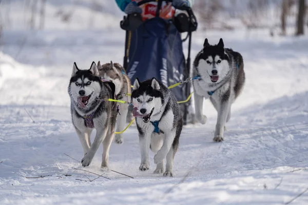 Husky dogs in harness. Husky in winter. . High quality photo