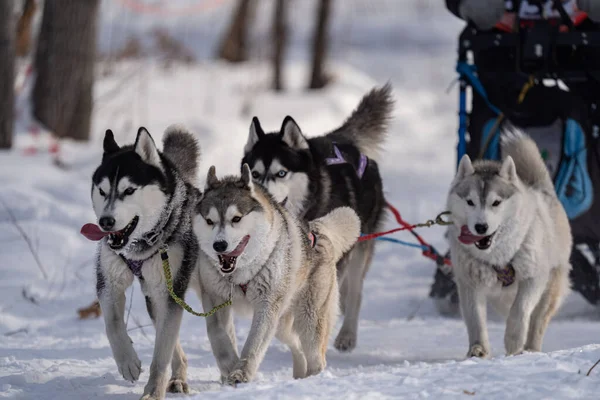 İri köpekler koşum takımında. Kışın iri yarı. - Evet. Yüksek kalite fotoğraf