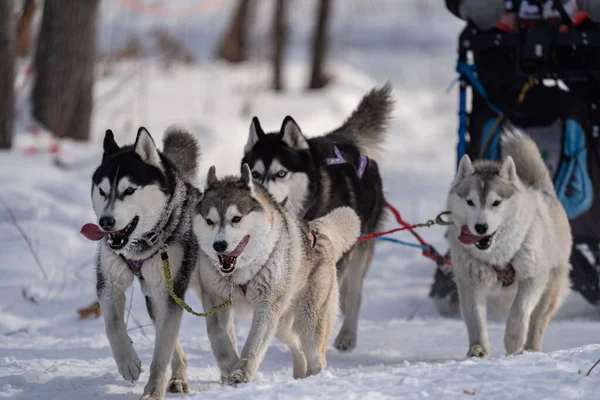 Husky dogs in harness. Husky in winter. . High quality photo