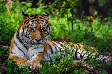 Ahşap güvertede siyah çizgili Sibirya ya da Amur kaplanı. Büyük boy portre dört gözle bekliyor. Yakın plan, arka plan bulanık. Vahşi hayvanlar izliyor, büyük kedi. Yüksek kalite fotoğraf