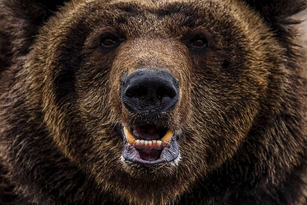 Brunbjörn Närbild Brungrizzlybjörn Högkvalitativt Foto — Stockfoto