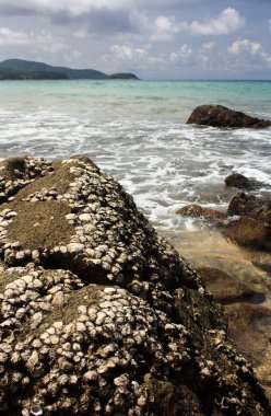taşlar hakkında egzotik, tropik, kumlu plaj