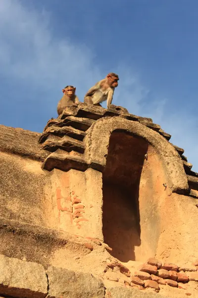 Мавпа храм (Ханумана) в Хампі, Індія. — стокове фото