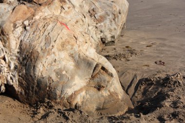 shiva kaya oyma küçük vagator Beach Goa, Hindistan.