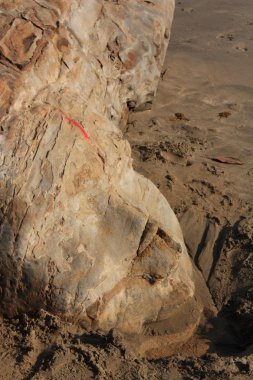 shiva kaya oyma küçük vagator Beach Goa, Hindistan.
