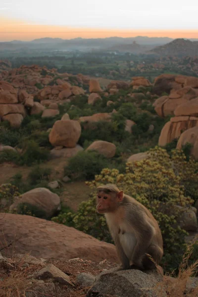 Monkey in Hanuman Temple, Hampi, India.
