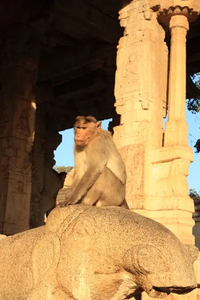 하 우먼 사원, hampi, 인도 원숭이. — 스톡 사진