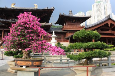 Chi lin Budist tapınağı, hong kong.