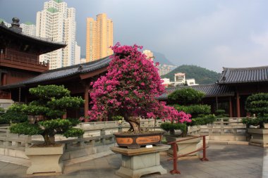 Chi lin Budist tapınağı, hong kong.
