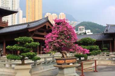 Chi lin Budist tapınağı, hong kong.