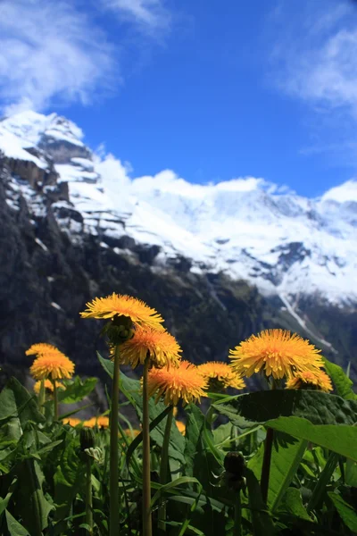 Alpes suizos —  Fotos de Stock